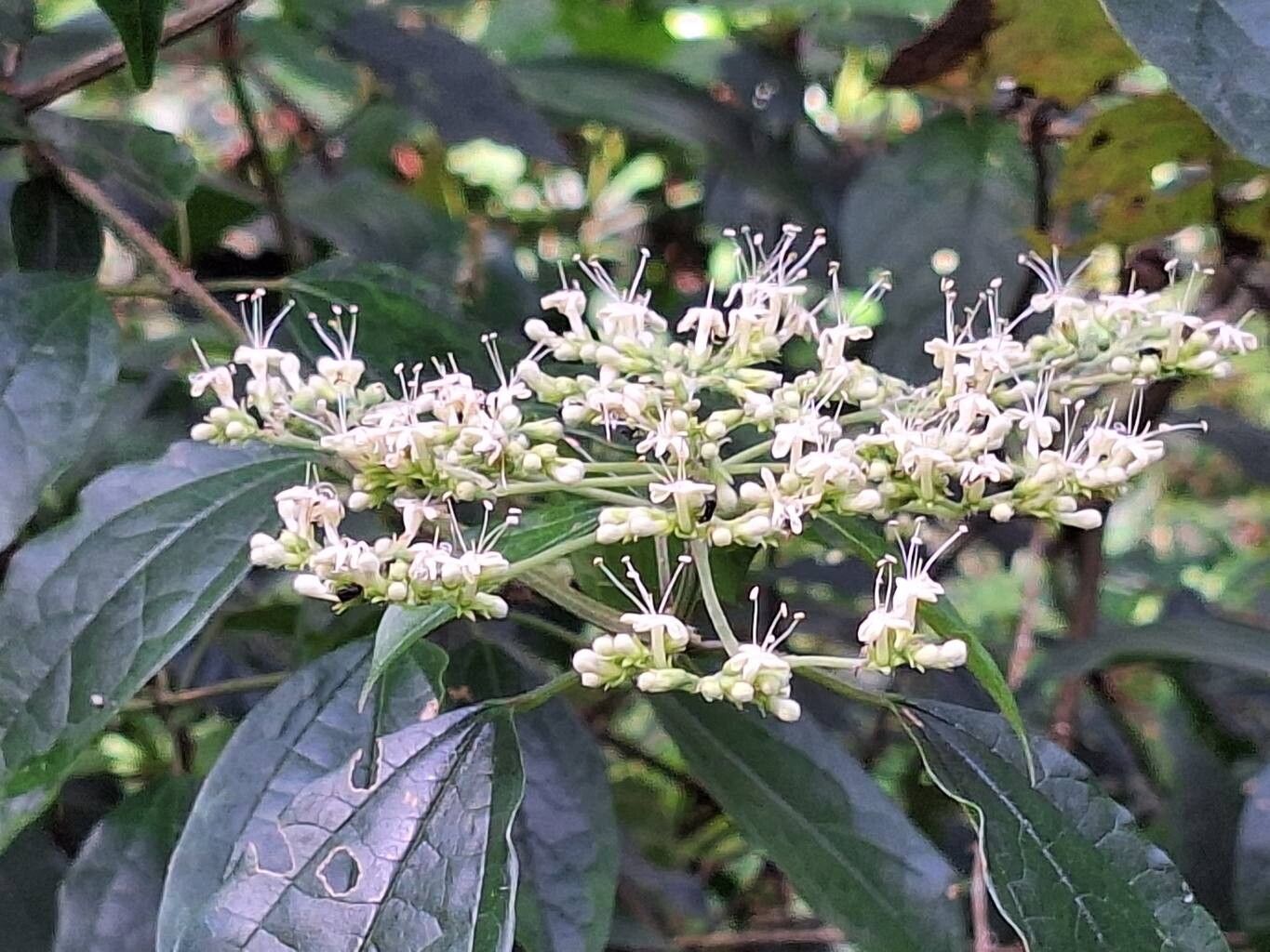 Clerodendrum formicarum flower