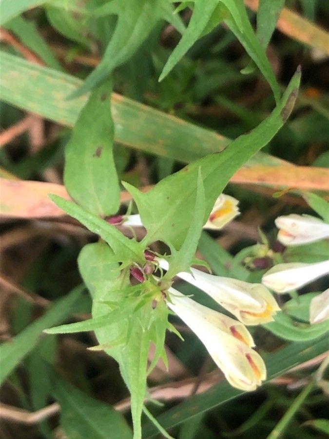 Melampyrum pratense leaf