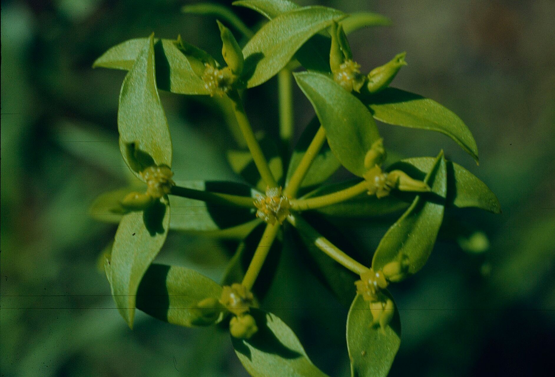 Euphorbia boetica — houseplant care guide