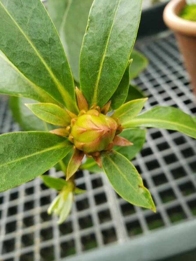 Rhododendron konori other