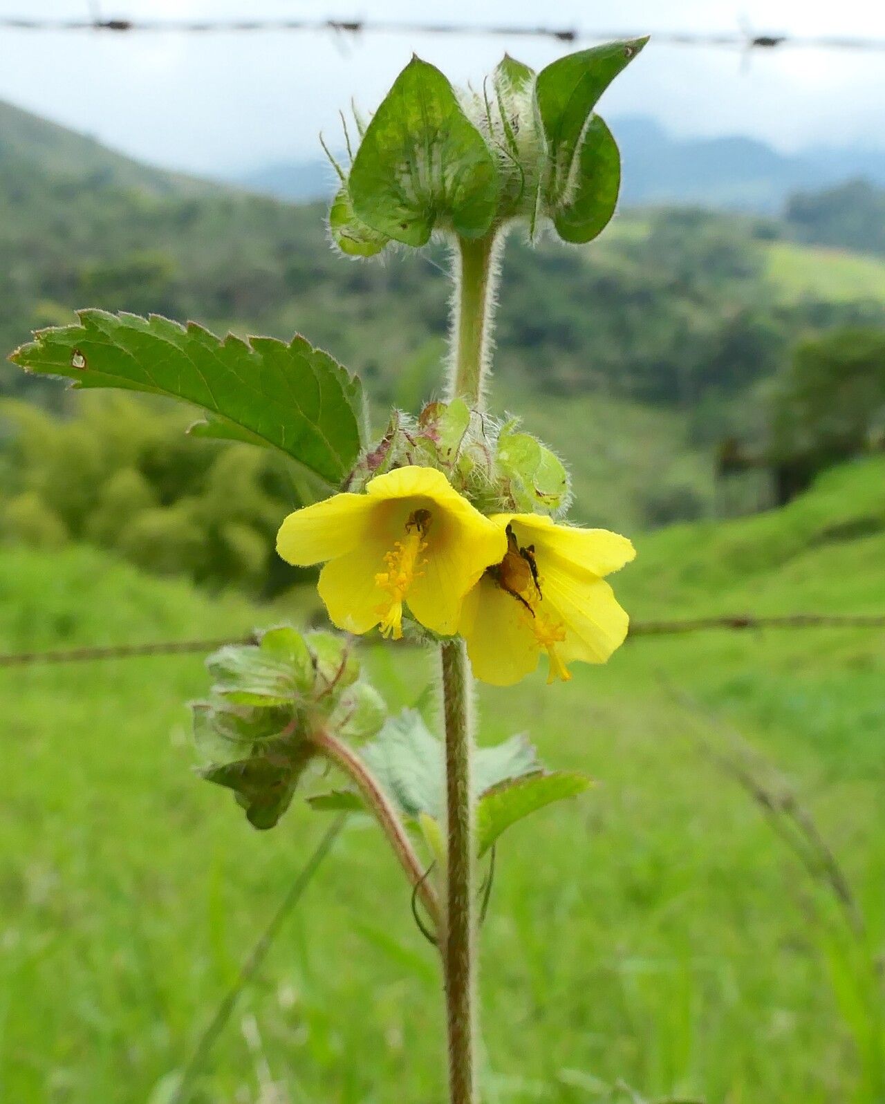 Malachra rudis — related species from the same genus