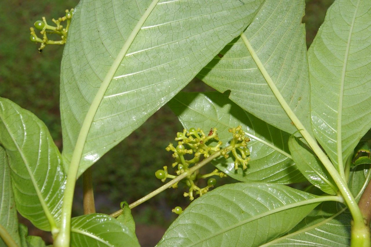 Vitex cooperi leaf
