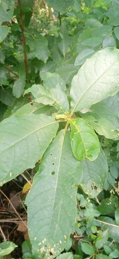Terminalia ivorensis — search result for 'Terminalia'