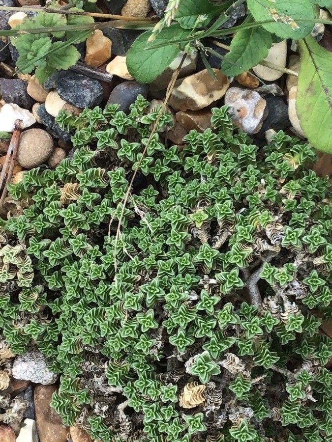 Arenaria tetraquetra — houseplant care guide