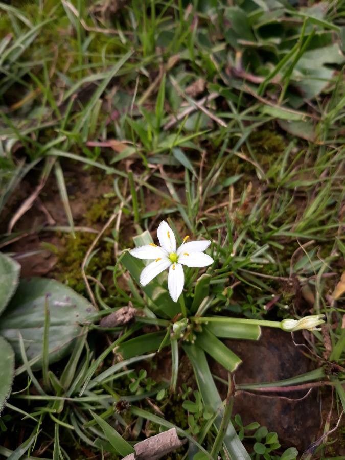 Chlorophytum tetraphyllum flower