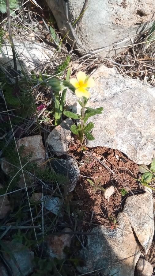 Helianthemum salicifolium flower