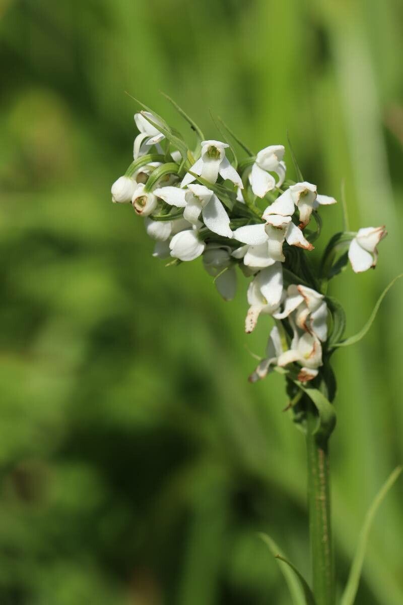 Platanthera hologlottis — search result for 'Platanthera'