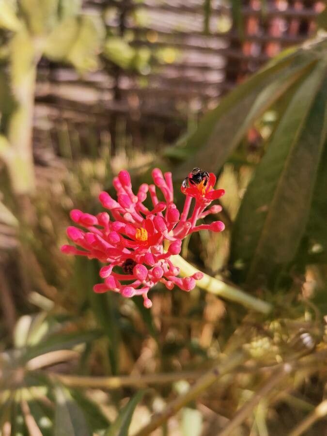 Jatropha multifida flower