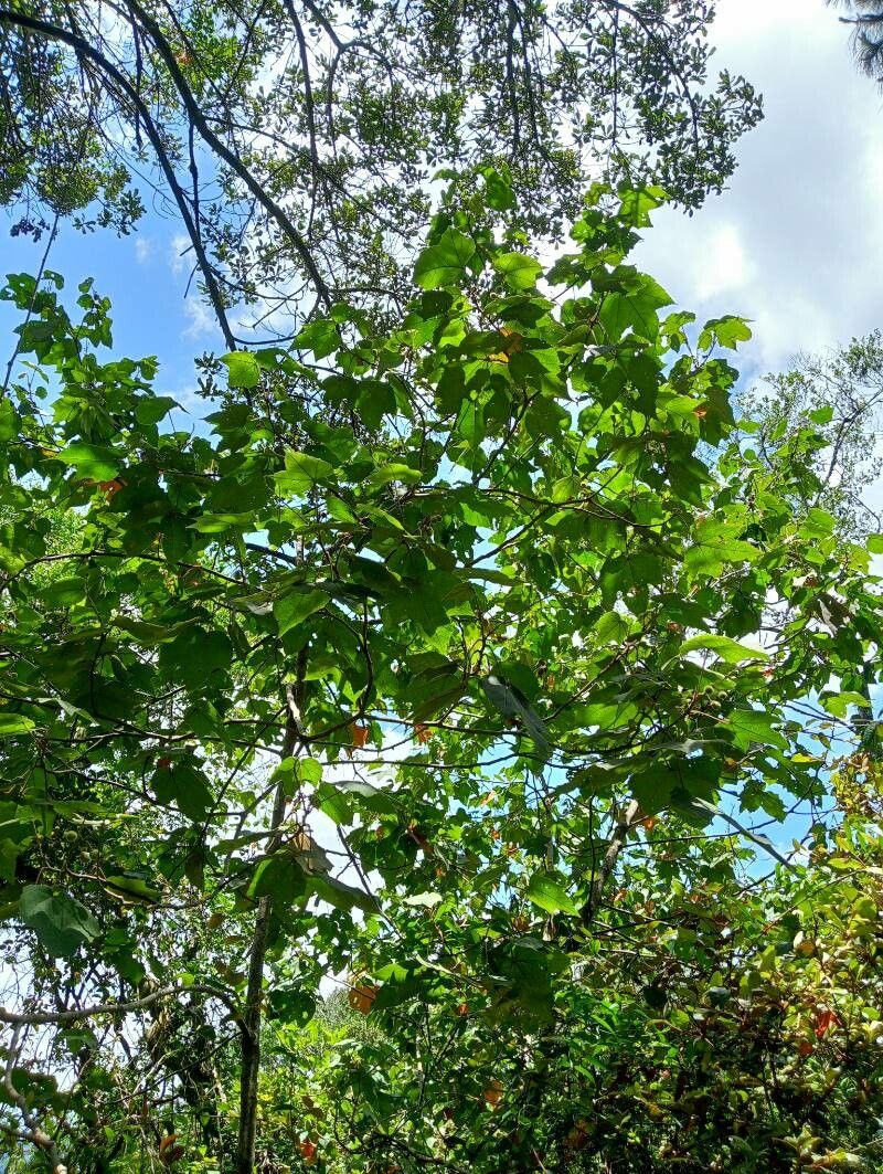Croton goudotii habit