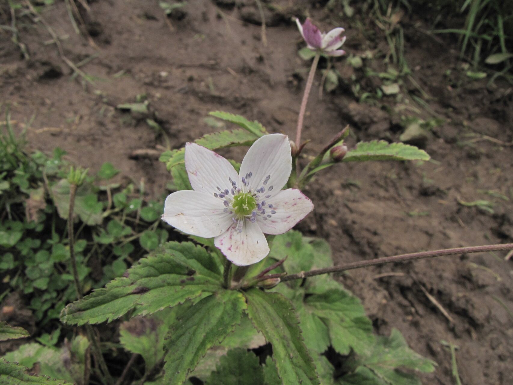 Eriocapitella rivularis — related species from the same genus