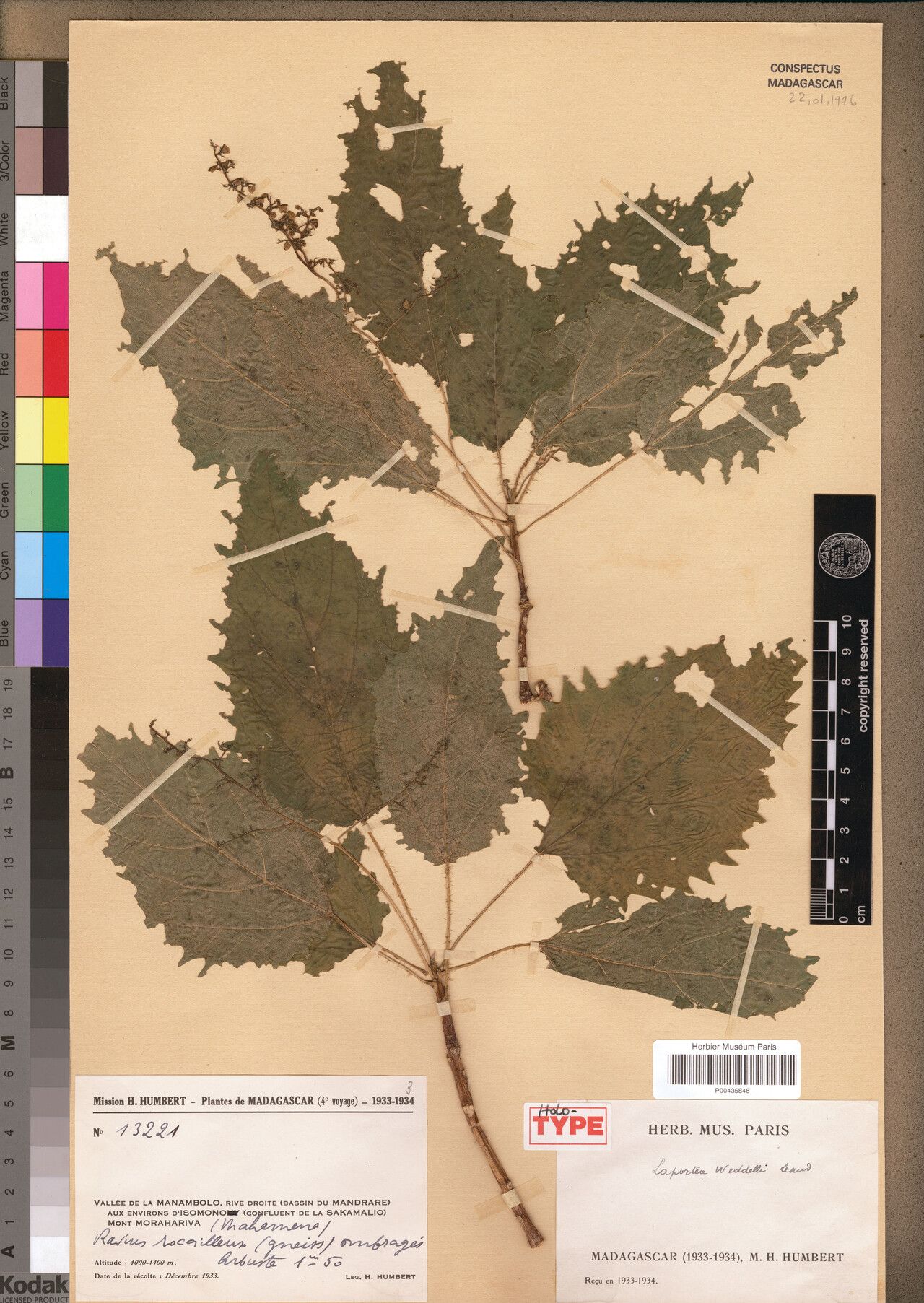 Laportea weddellii — search result for 'Laportea'