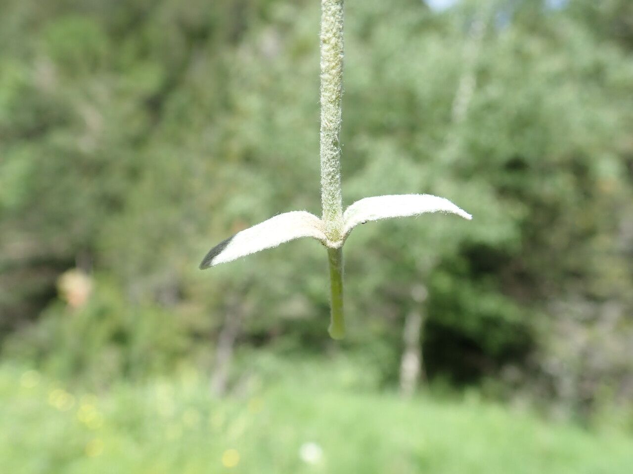 Cerastium arvense — search result for 'Caryophyllaceae'