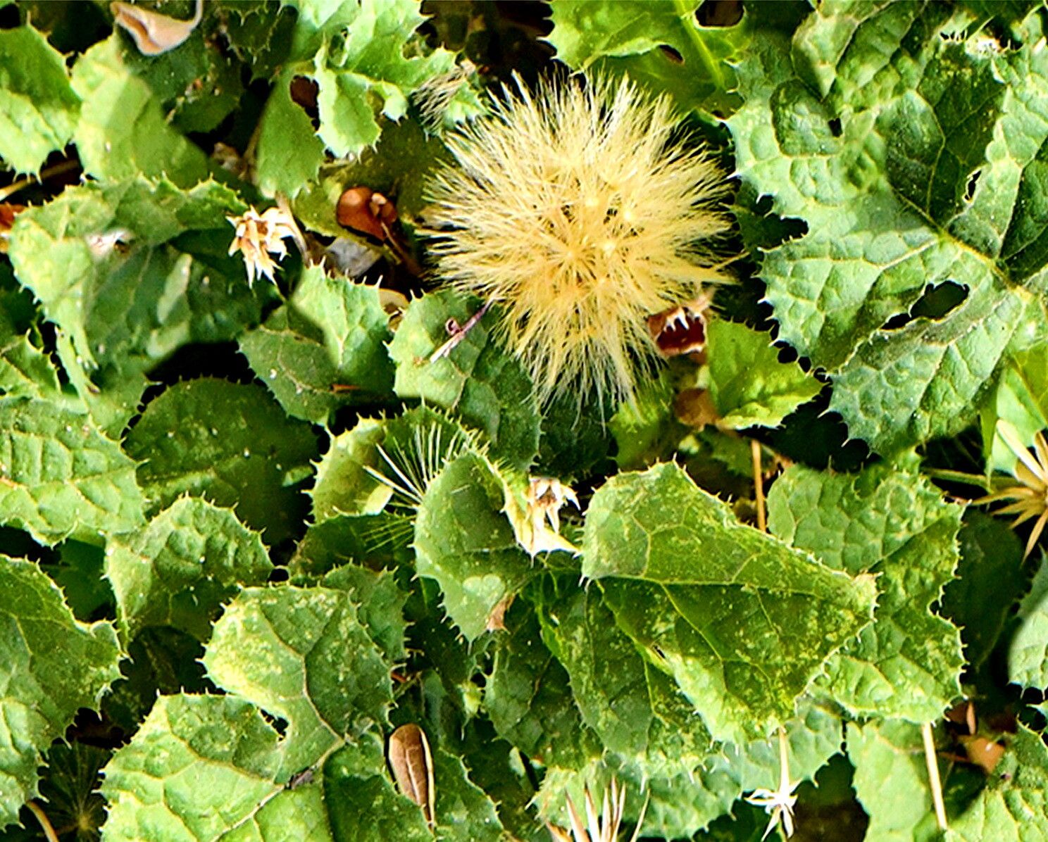 Acourtia runcinata — related species from the same genus