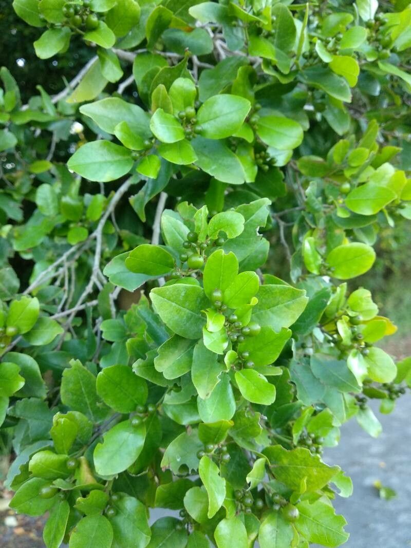 Krugiodendron ferreum leaf
