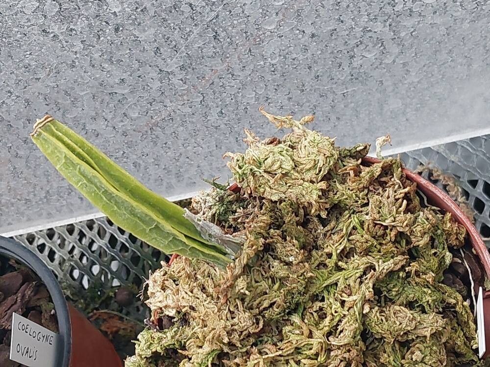 Coelogyne lentiginosa — houseplant care guide