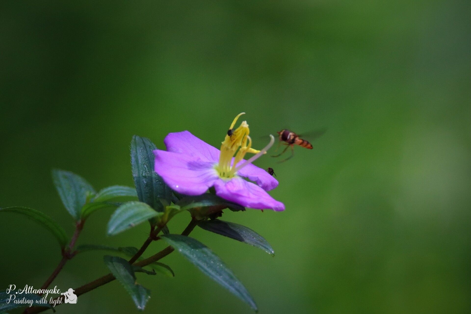 Osbeckia octandra — related species from the same genus