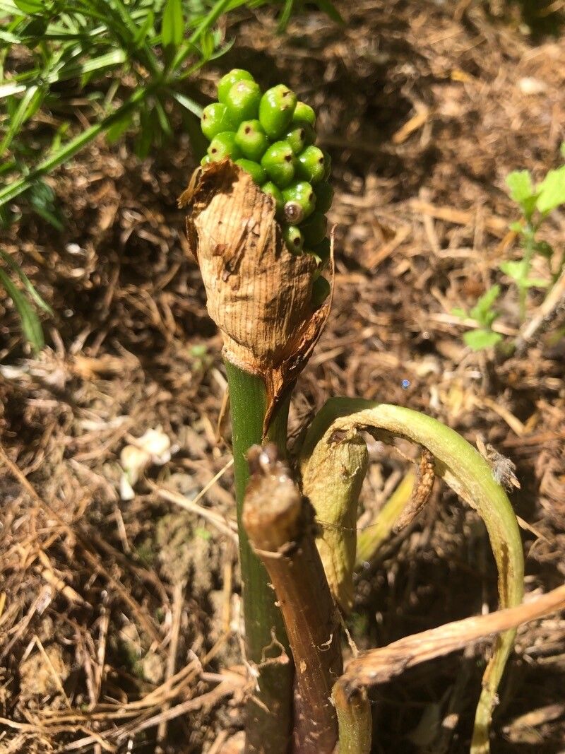 Arum palaestinum leaf