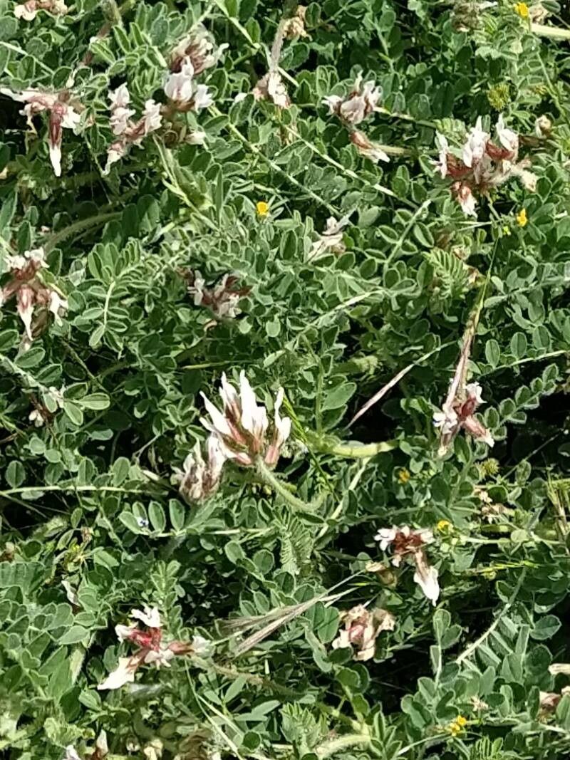 Astragalus gines-lopezii flower