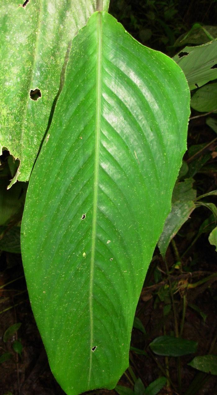 Stromanthe palustris leaf