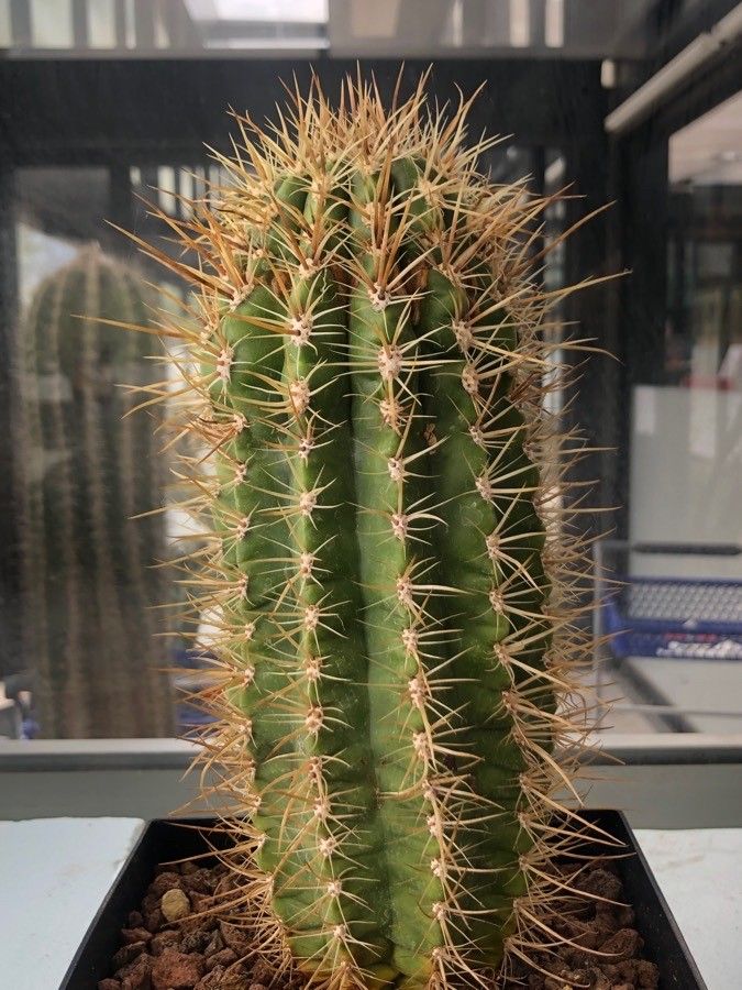 Coleocephalocereus goebelianus leaf