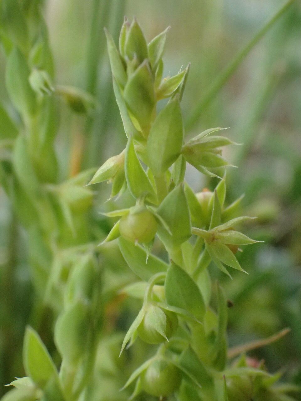 Lysimachia linum-stellatum leaf