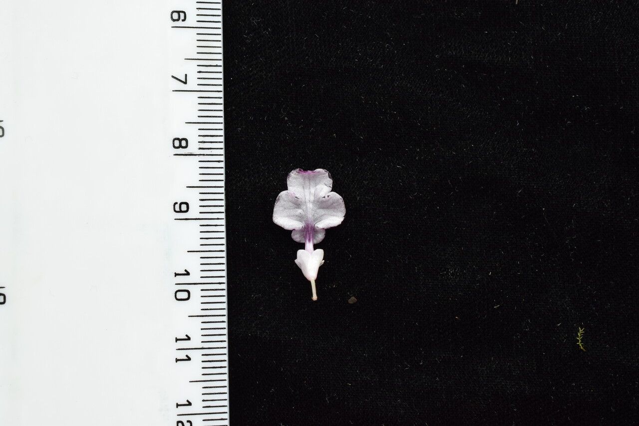 Didymocarpus oblongus other