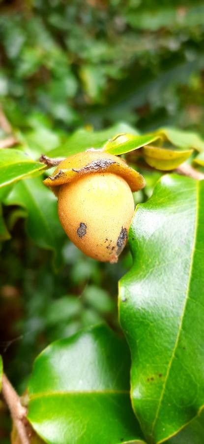 Diospyros glans fruit