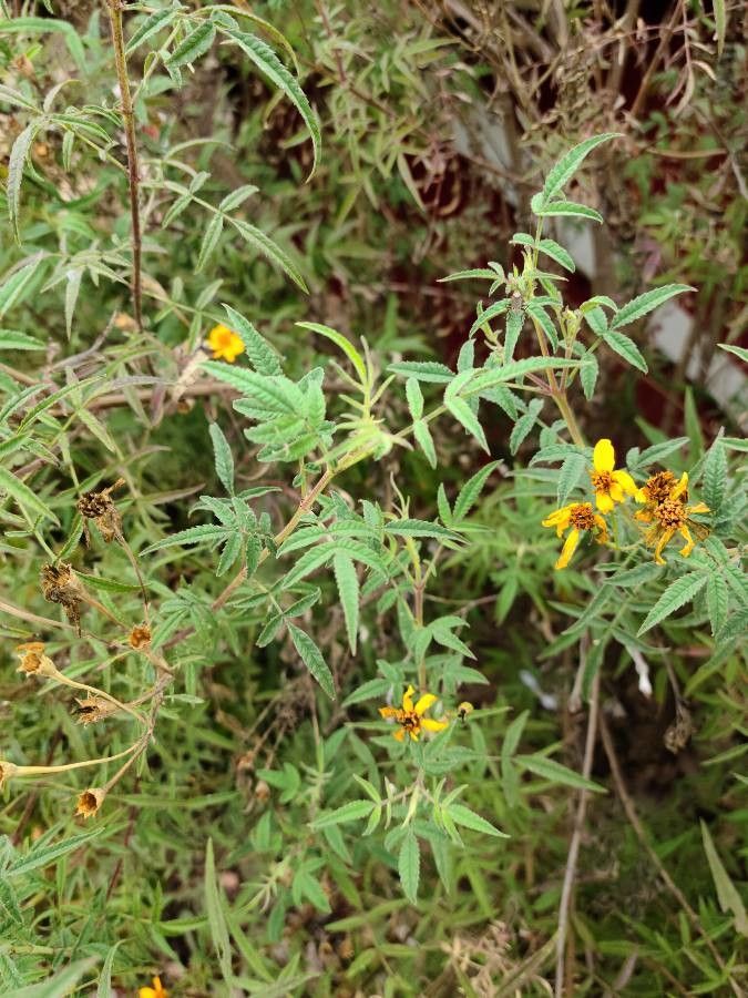 Tagetes lemmonii leaf