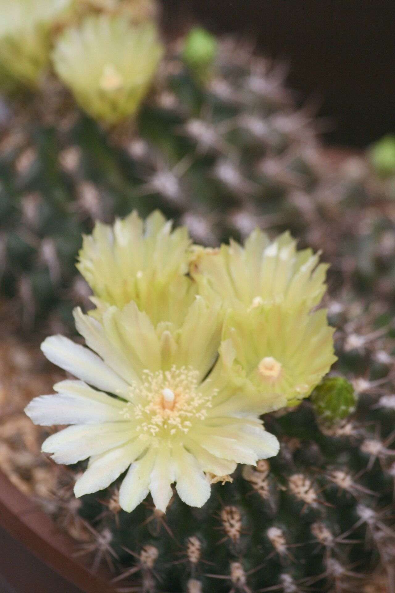 Eriosyce curvispina flower