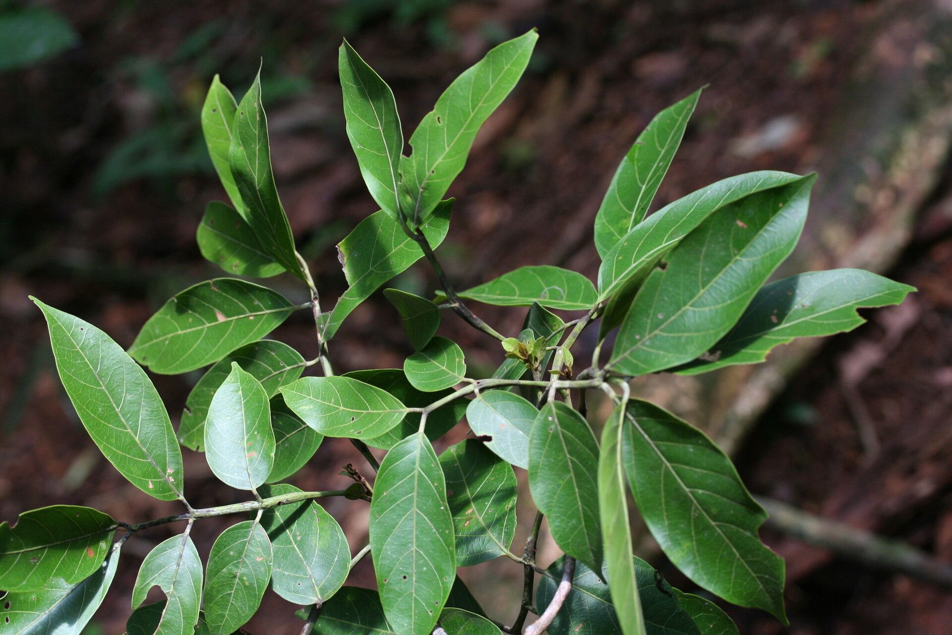 Tachigali paniculata — houseplant care guide
