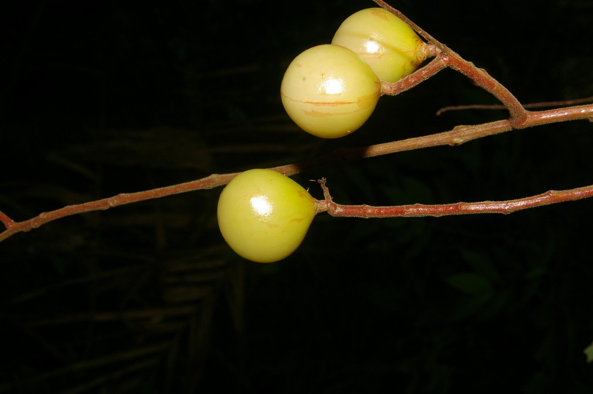 Meliosma depressiva fruit