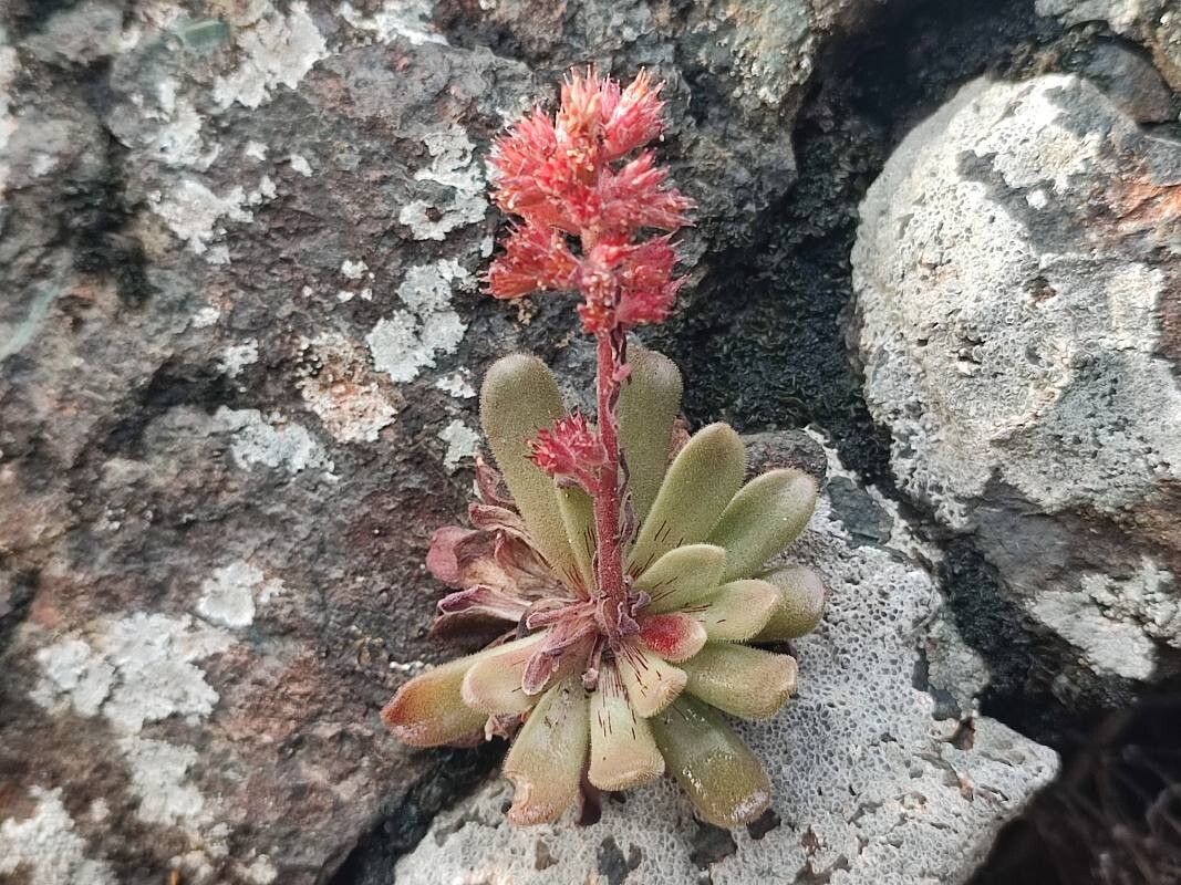 Sedum microstachyum flower