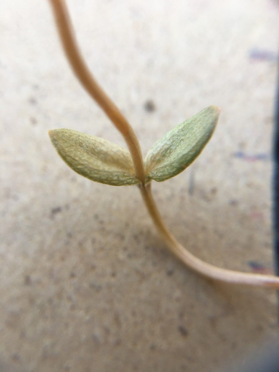 Cicendia filiformis — search result for 'Gentianaceae'