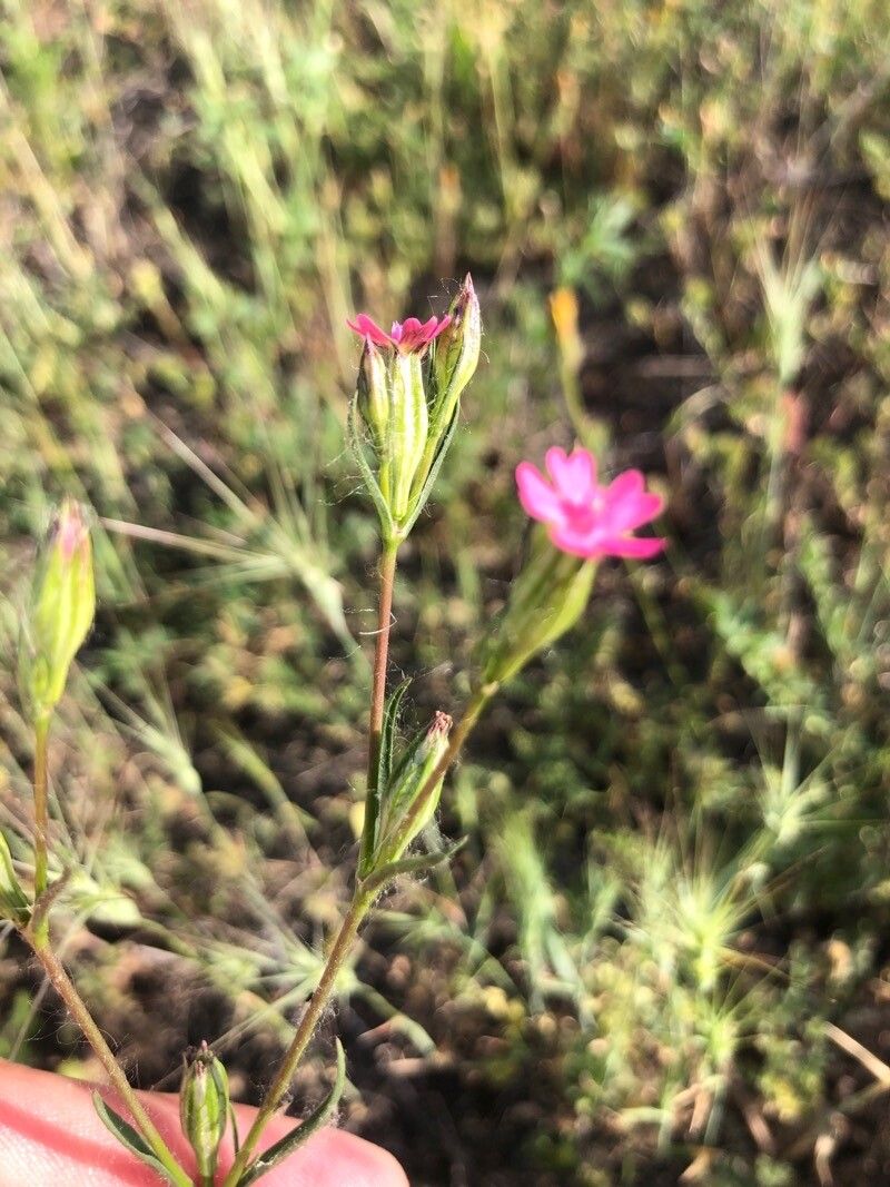 Silene muscipula flower