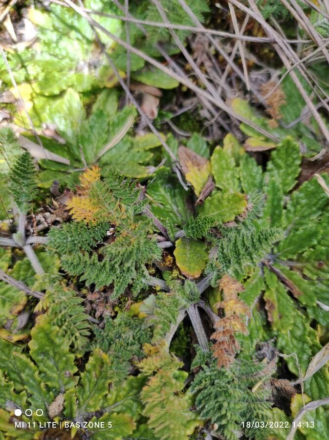 Chaerophyllum andicola habit