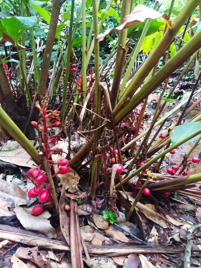 Renealmia alpinia flower