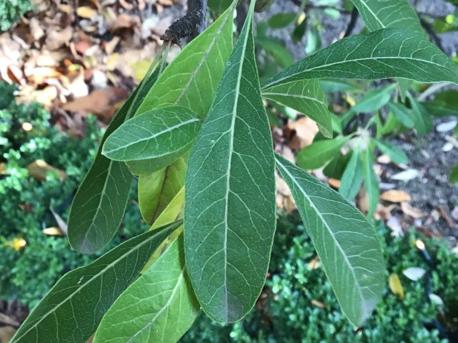 Sideroxylon lycioides — search result for 'Central and South America'