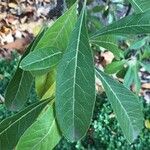 Sideroxylon lycioides