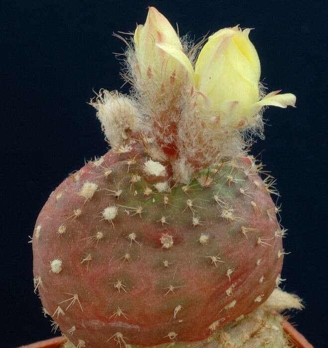 Frailea cataphracta — related species from the same genus