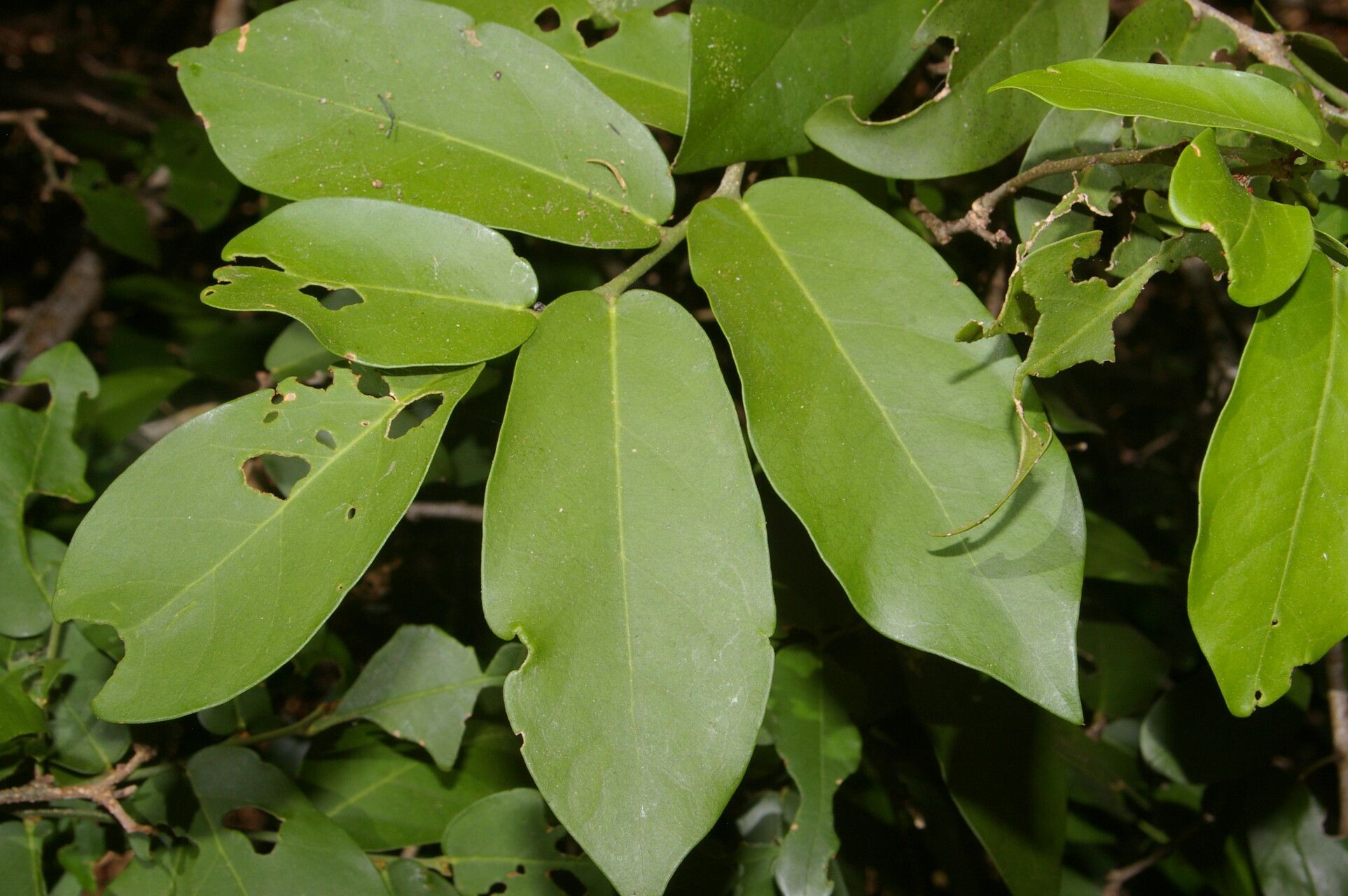Morisonia verrucosa leaf