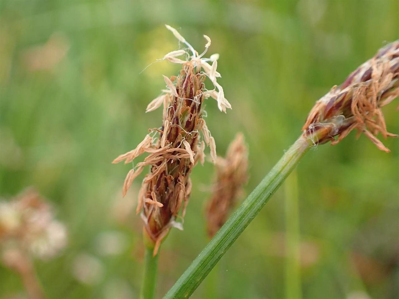 Eleocharis palustris fruit