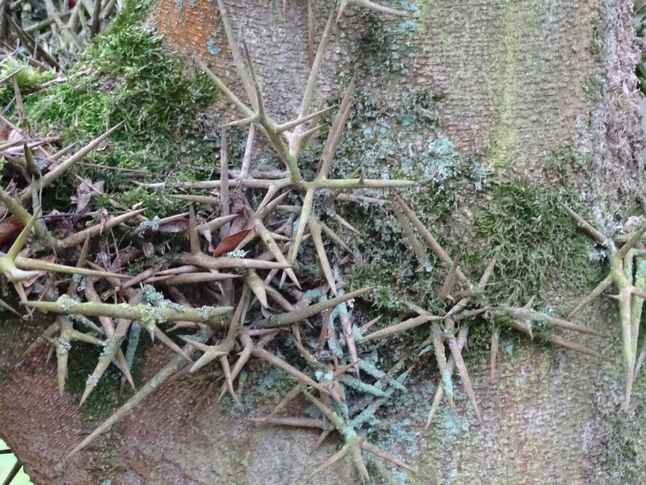 Gleditsia japonica bark
