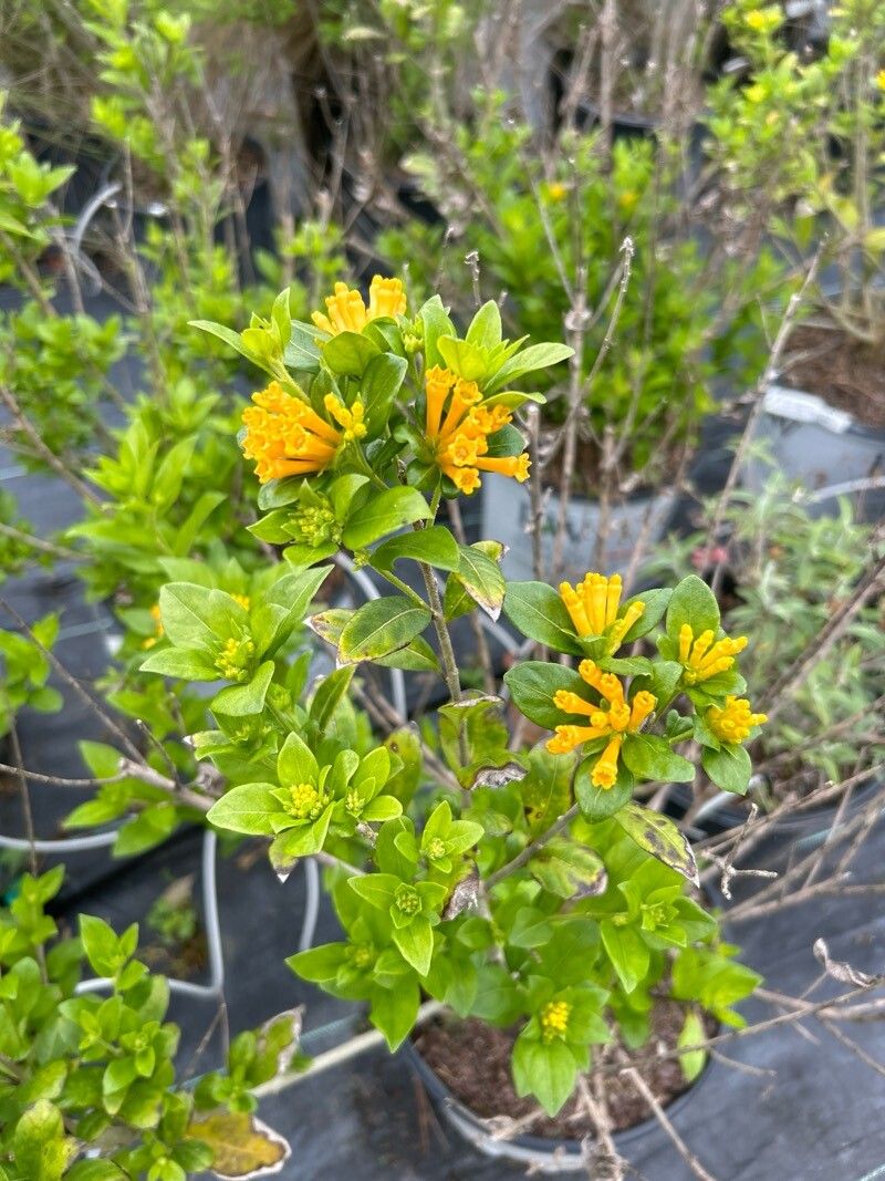 Cestrum corymbosum flower