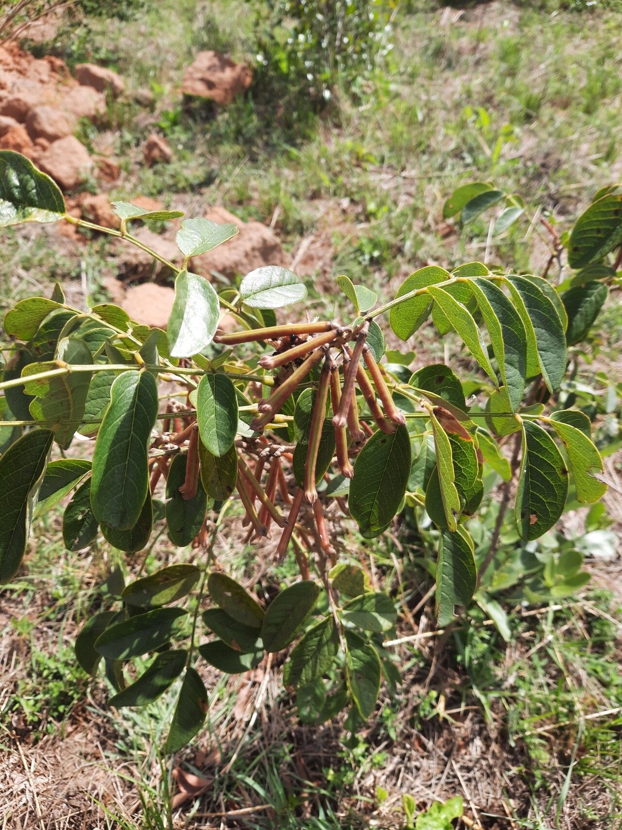 Indigofera rhynchocarpa — houseplant care guide