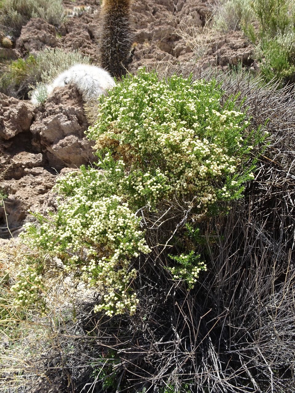 Baccharis boliviensis habit