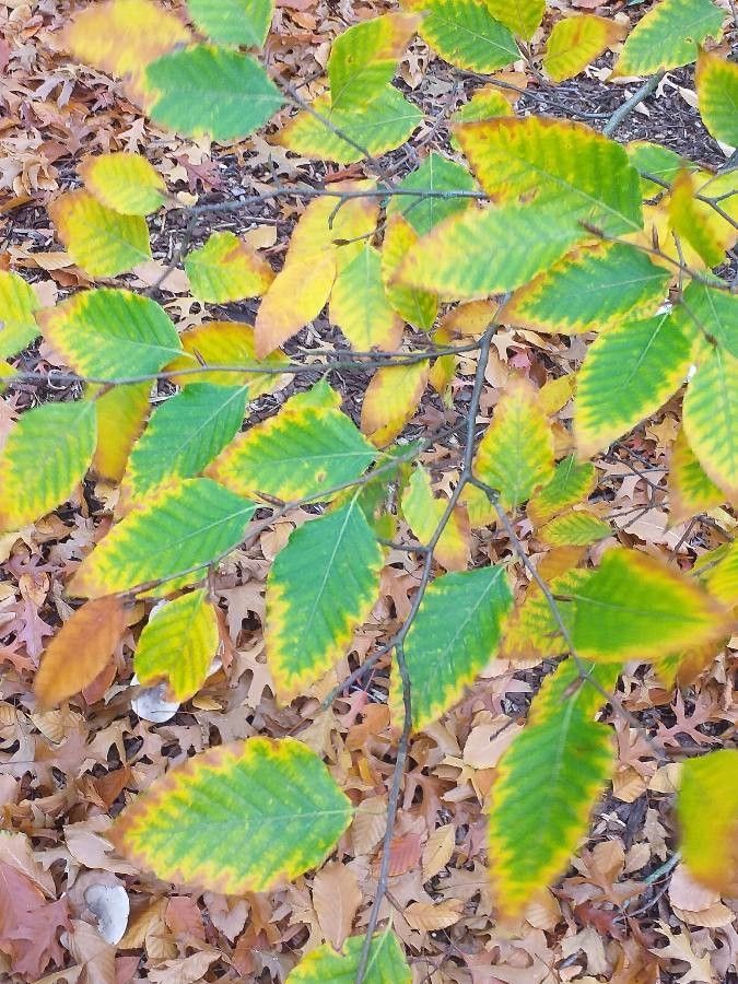 Fagus lucida — search result for 'Fagaceae'