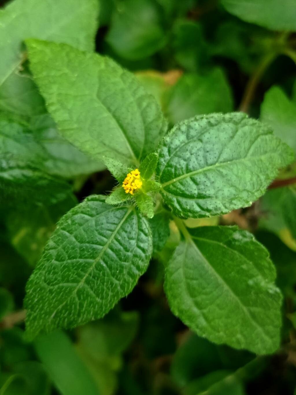 Eleutheranthera ruderalis flower