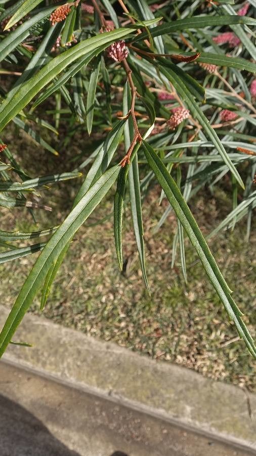 Grevillea longifolia leaf