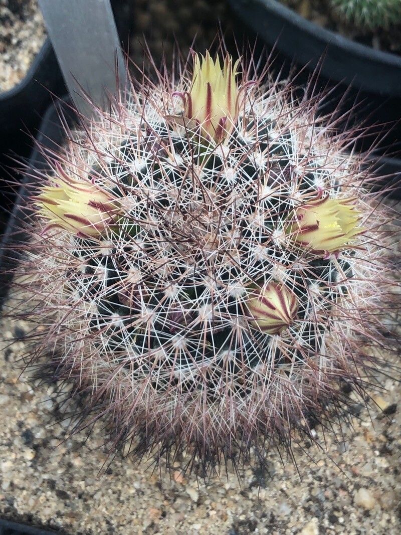 Mammillaria petrophila — houseplant care guide
