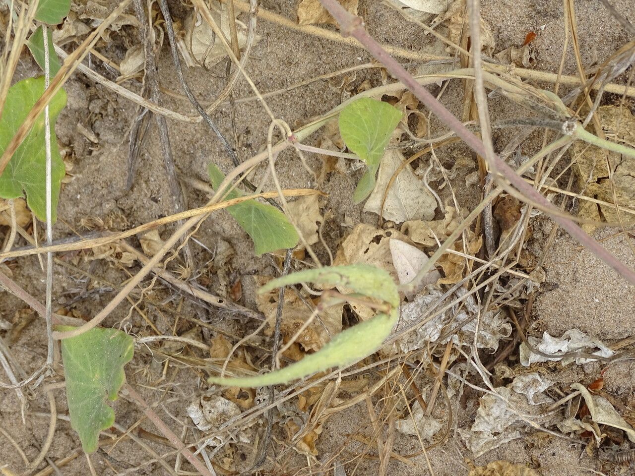 Pergularia daemia fruit